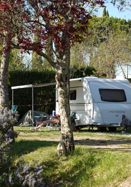 Campeggio con roulotte, alberi, e un cane.